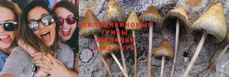 Псилоцибиновые грибы MAGIC MUSHROOMS  площадка клад  Приволжск  ОМГ ОМГ ССЫЛКА 